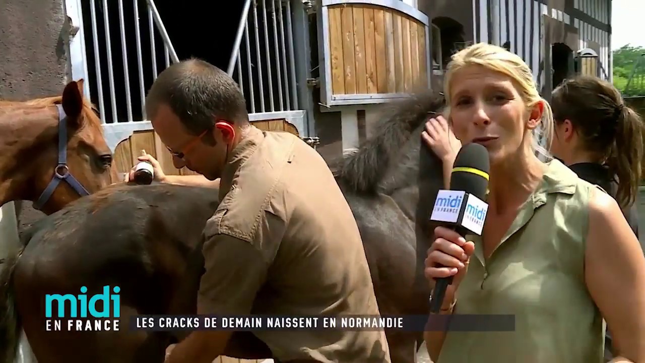 Chevaux : Les cracks de demain naissent en Normandie