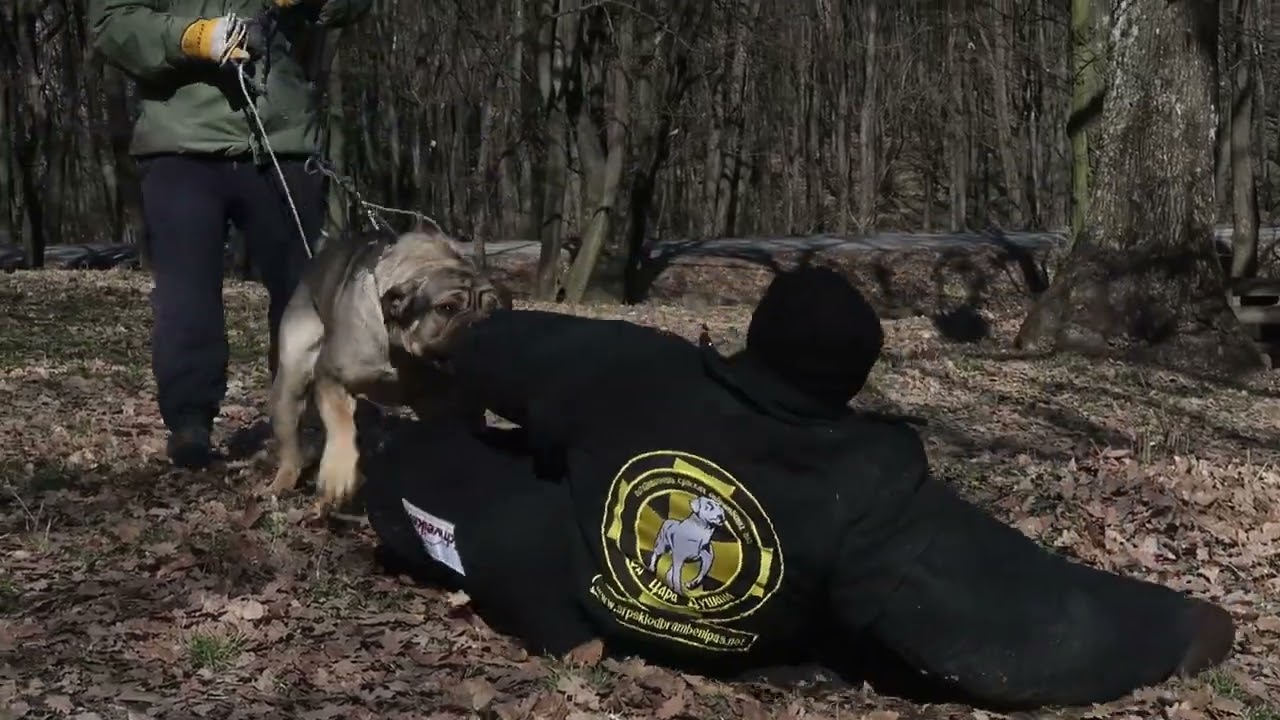 Serbian defense dog O.C.D.Grom!