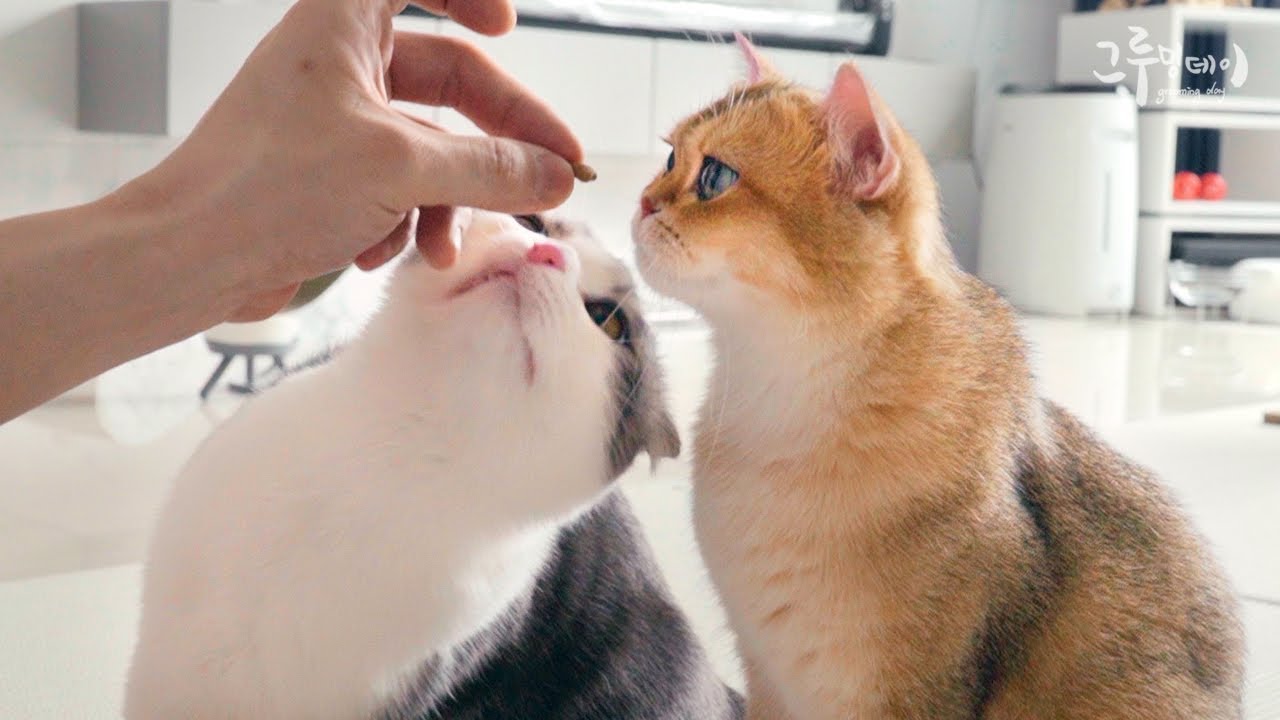한입만~ 달라고 조르는 고양이ㅋㅋㅋ