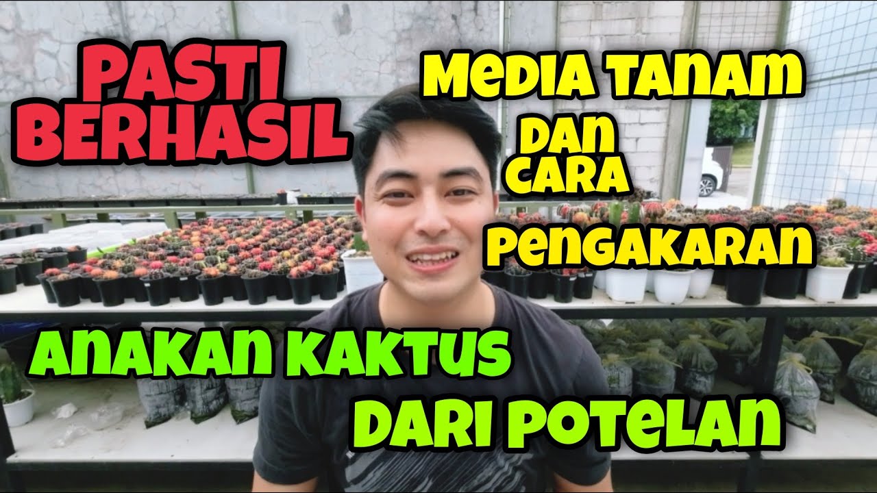 CARA MENGAKARKAN POTELAN ANAK KAKTUS