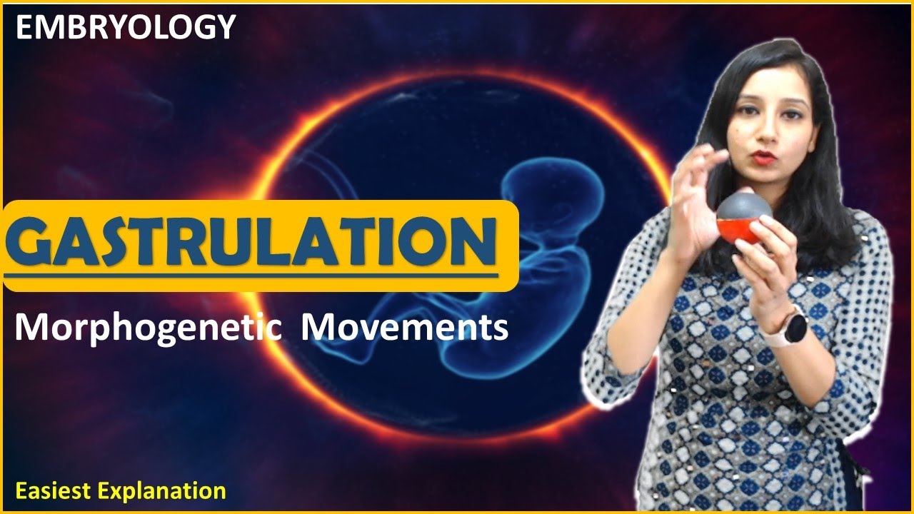 GASTRULATION I Morphogenetic Movement Epiboly Emboly Invagination involution Ingression Delamination