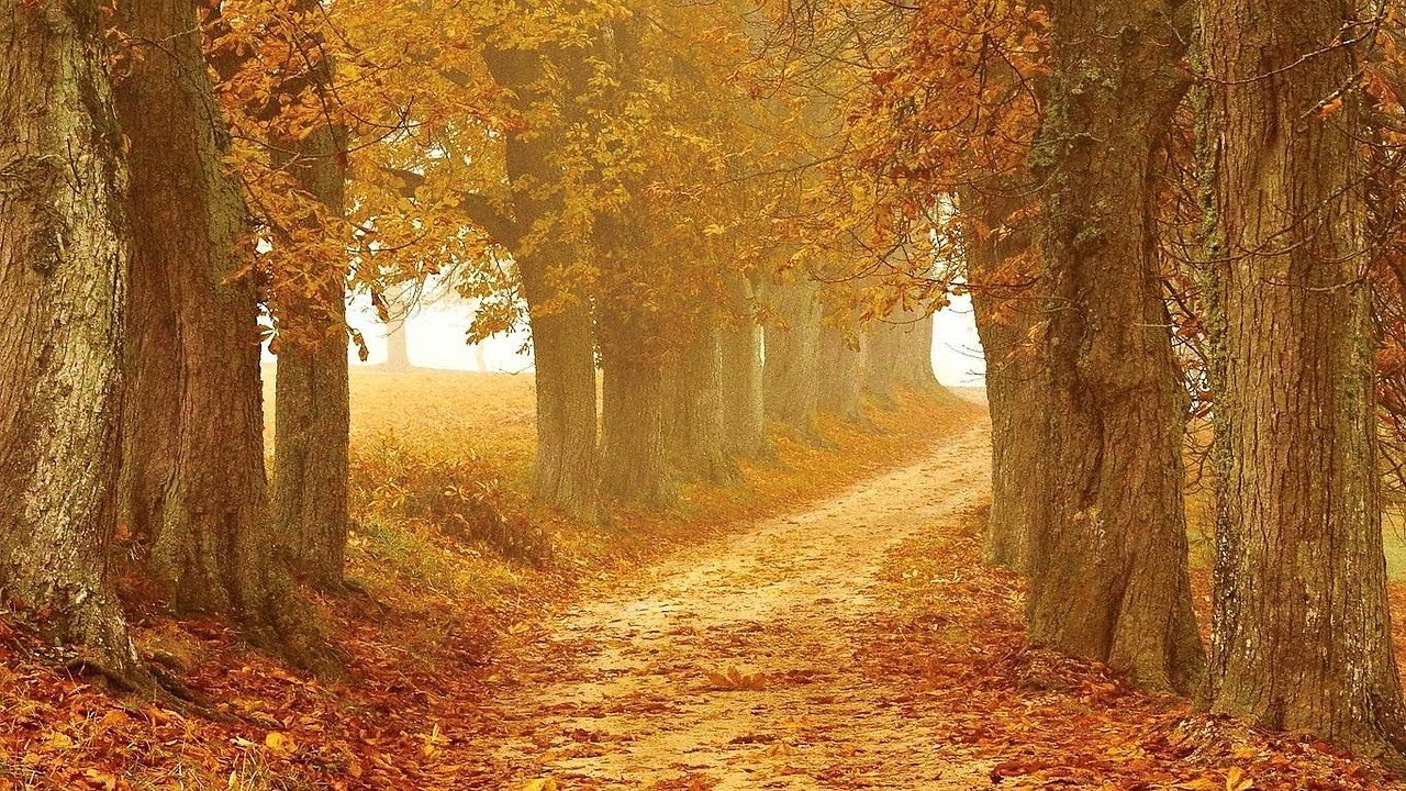 Música Relajante Entre Bosques de Silencio 🌿 Camina Tranquilo, Escucha el Viento