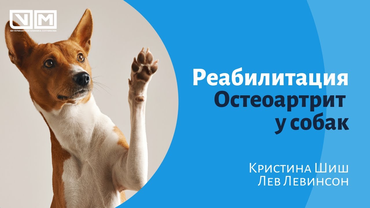 Реабилитация. Остеоартрит у собак