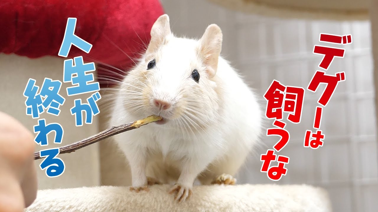 こんな人はデグーを飼わない方がいいよ【デグーを飼うのに向いていない人の5つの特徴】