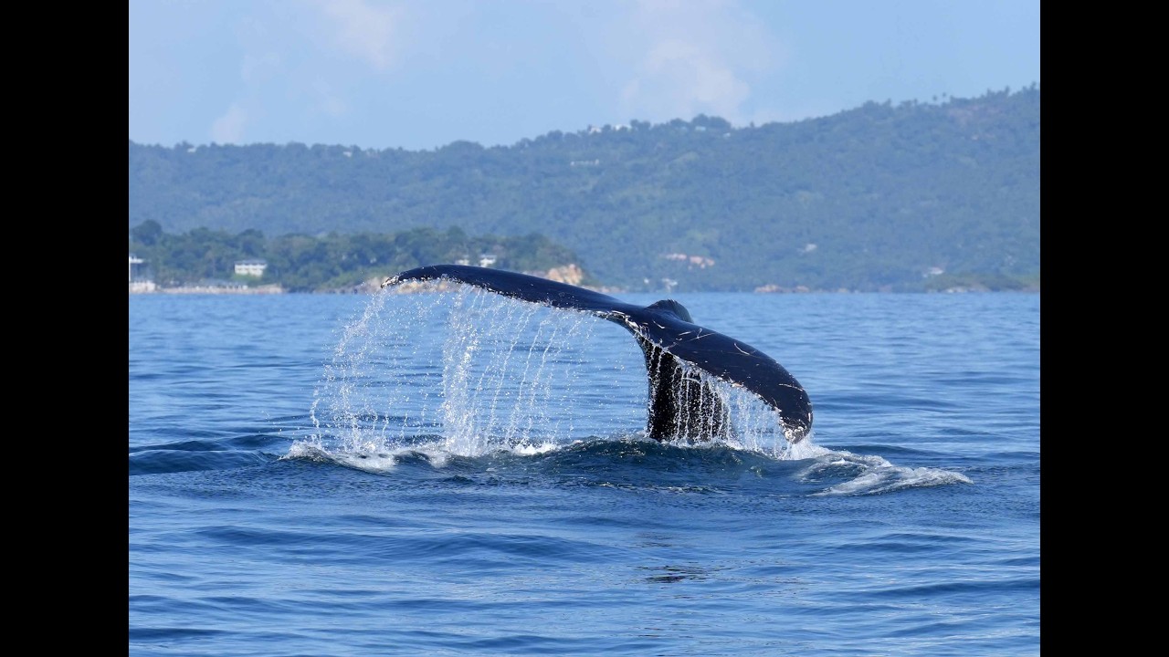 Incredible 7 min whale encounter