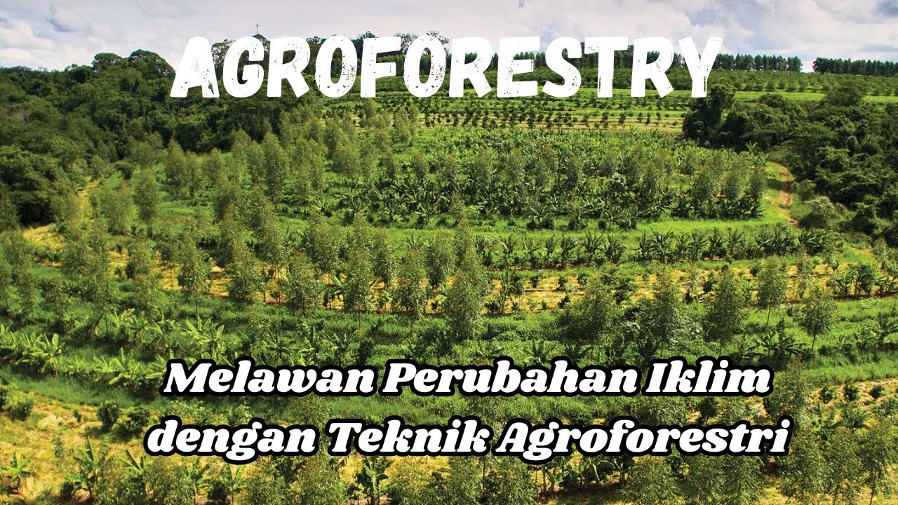Mengenal Agroforestri: Solusi Bertani Cerdas yang Ramah Lingkungan #pertanian #farming #agriculture
