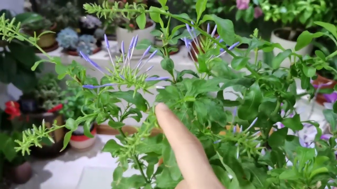 养蓝雪花，3个养护做到位，不黄叶，分枝多，花量大