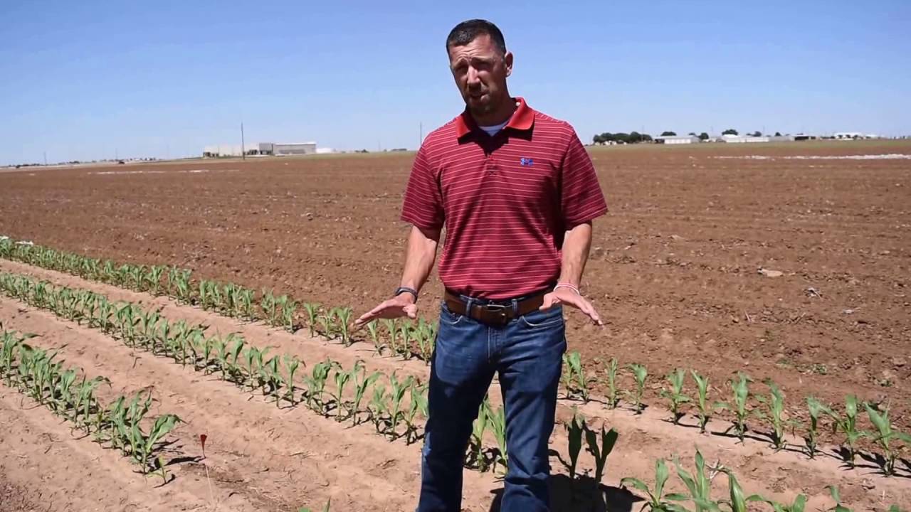 Outlook Herbicide:  Excellent Residual Weed Control