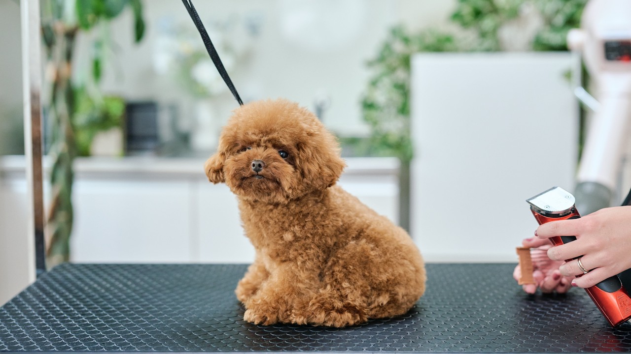 1年ぶりに会ったら子犬のままだったティーカッププードルのトリミング