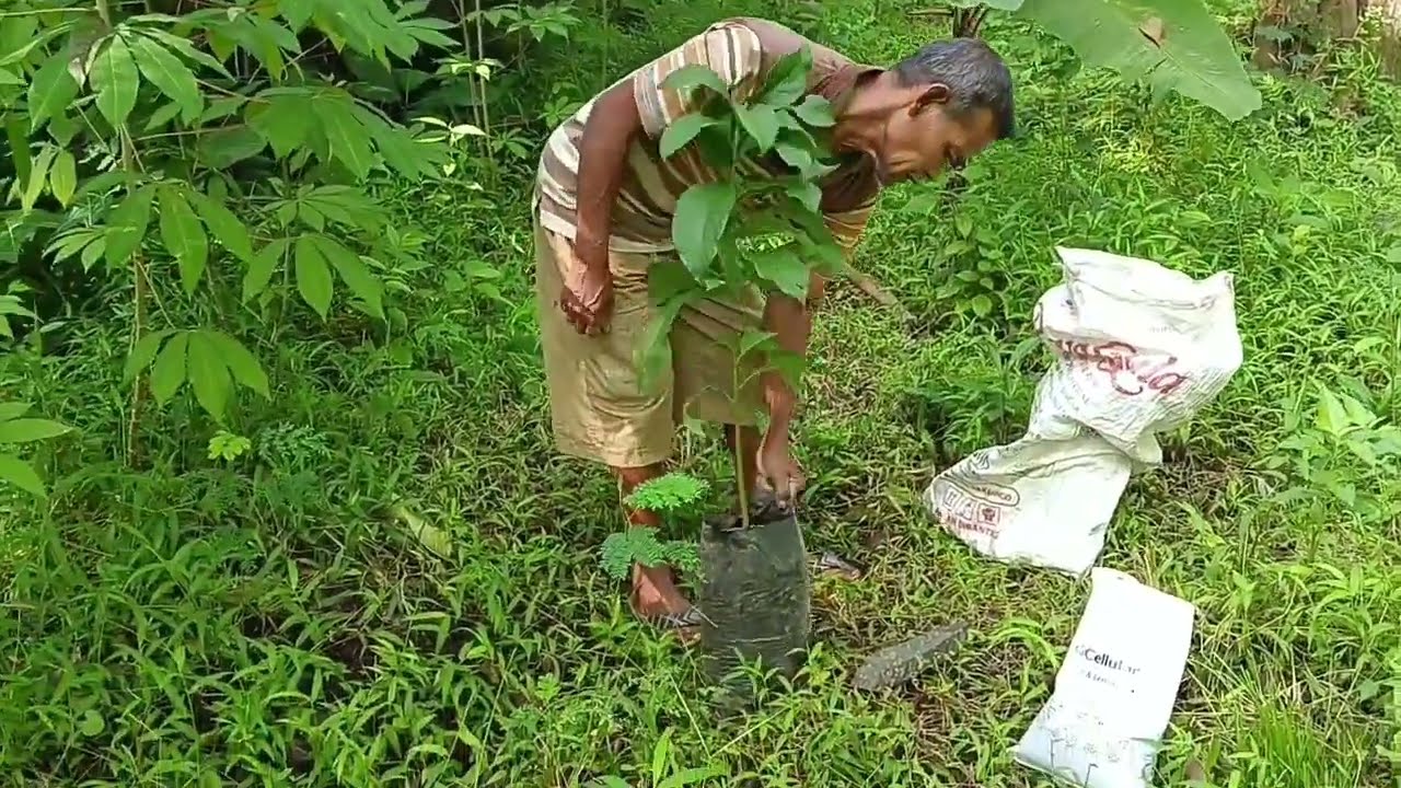 Petani pisang🍌