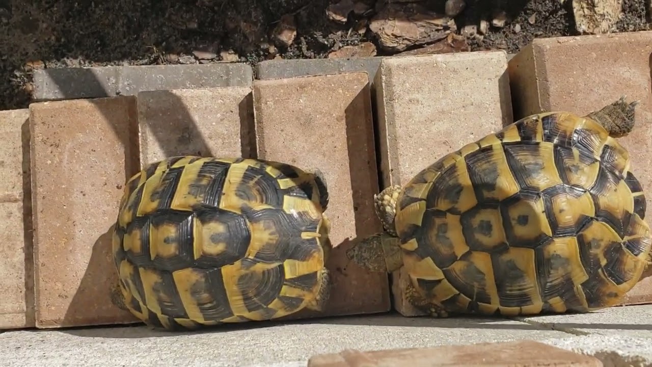 Tortoises🐢 🐢 🐢 🐢 4T0217250018