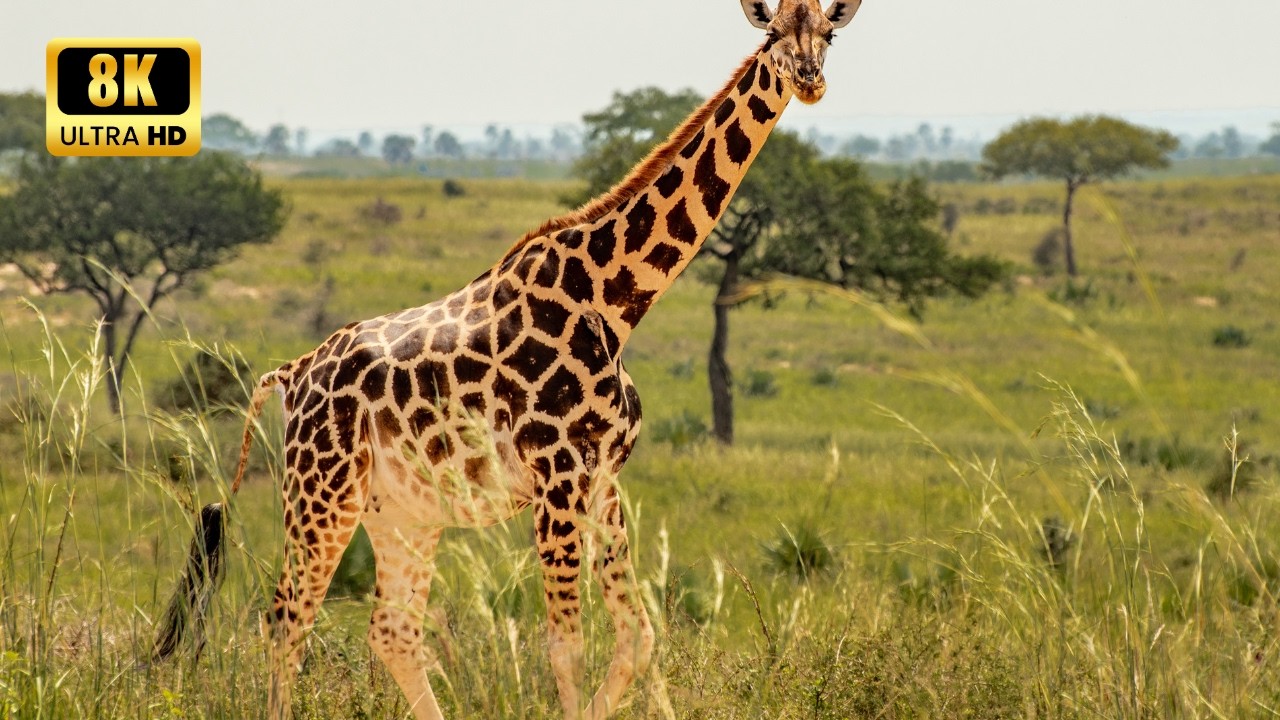 Wildlife & Animals in 8K – Relaxing Nature Music for Meditation, Study & Sleep
