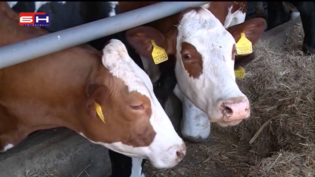 Farmland miljenik vlasti a radnici gladuju