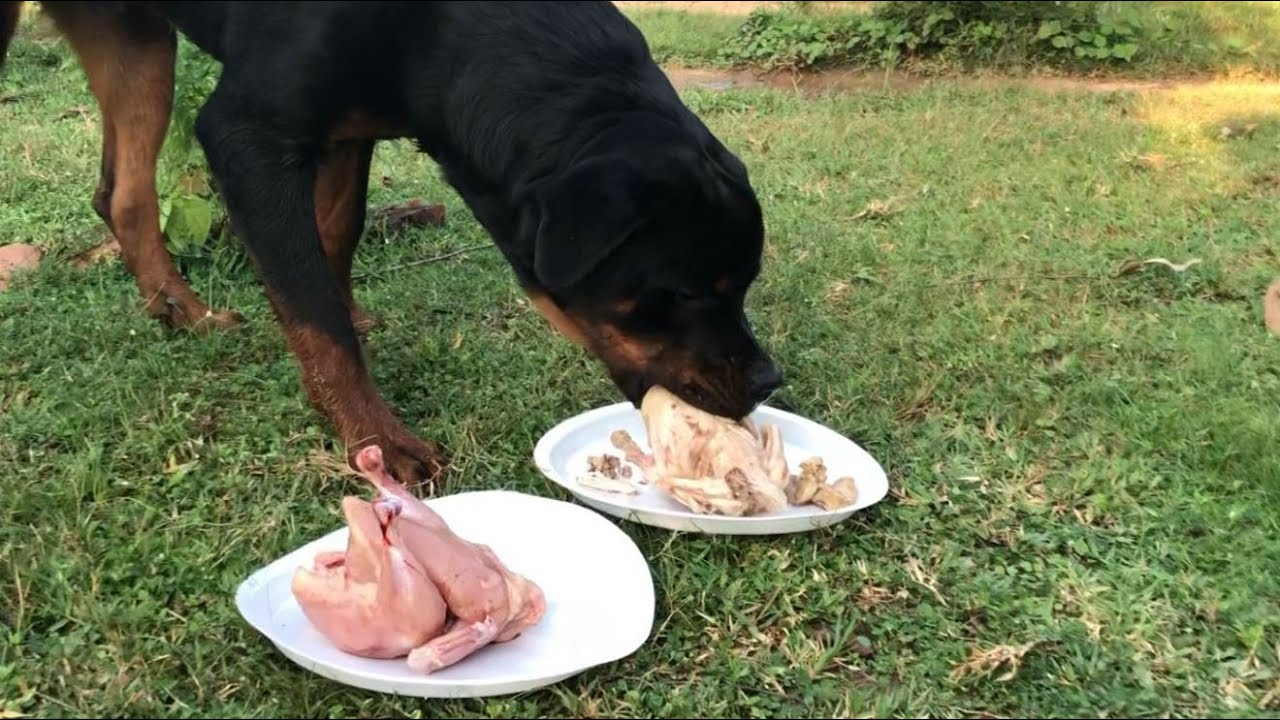 Raw vs Boiled chicken aggressive Rottweiler test.