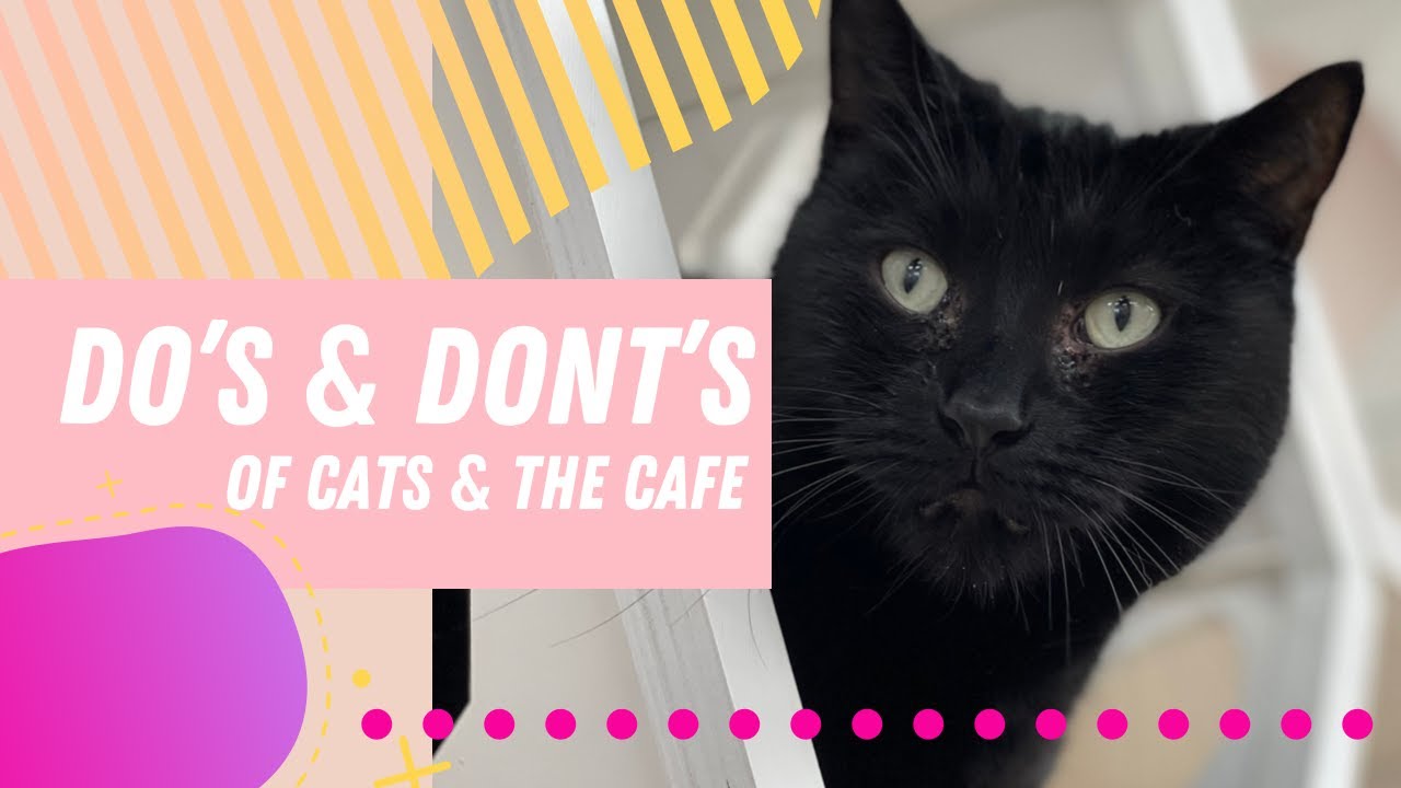 DO'S AND DONT'S OF CATS & THE CAFE!