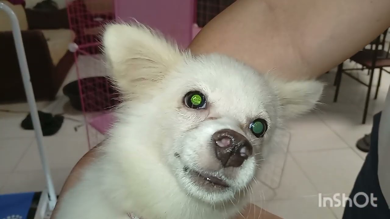 YOU TUBE SALARY PURCHASE 3 LAYER CAT'S CAGE DIY ASSEMBLE 😻 MY DOG MOCHI WANT TO GET INSIDE THE CAGE