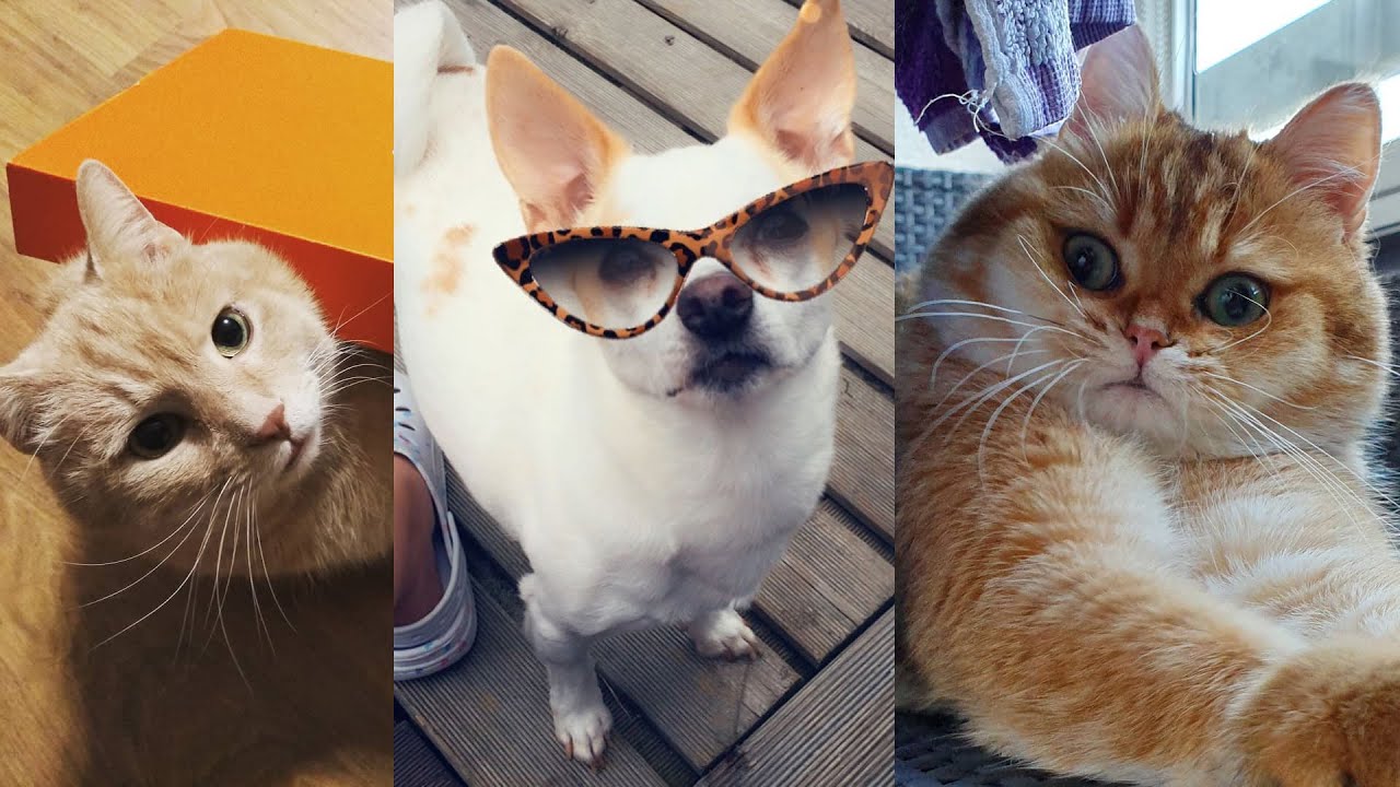 Funniest Dogs 🐶 and Cats 🐱 Awesome Funny Pet Animals' Life Videos 2019 #1