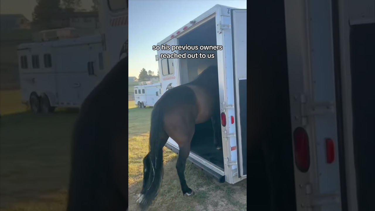 Bullied Horse Rescued 🥹