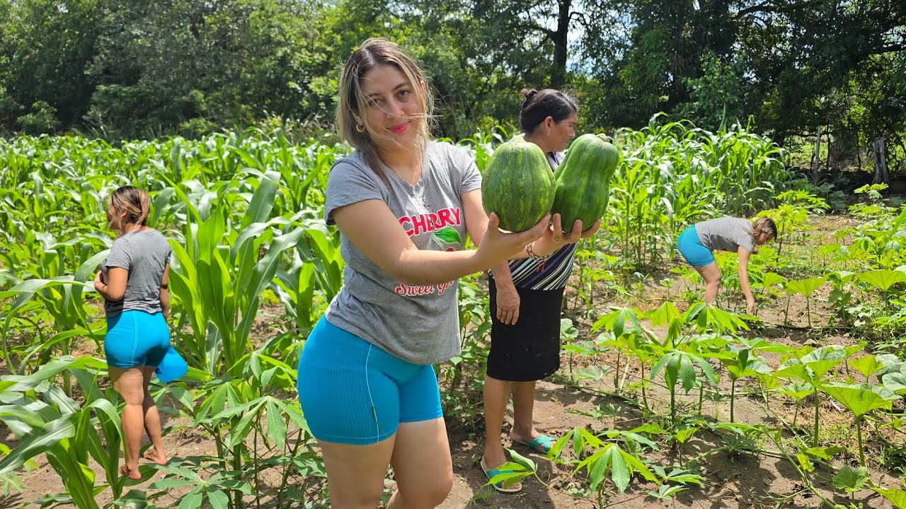 🚨🥔Cortando primeras cosechas de ayotes  es lo  lindo del campo☺️🌿🥔🍅🥕