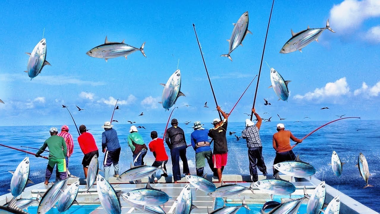 TUNA FISHING IN MALDIVES  ONE BY ONE / pole and line 