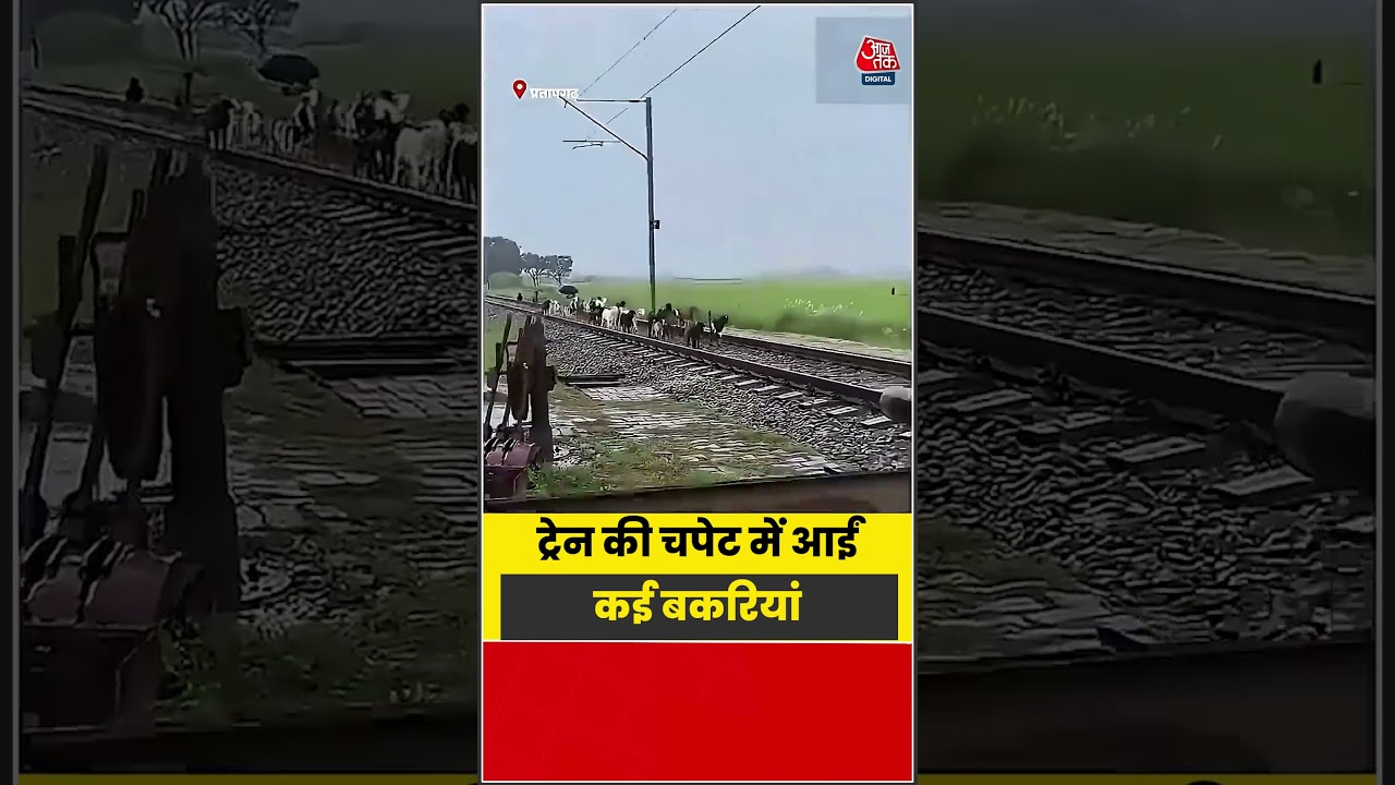 Shorts| ट्रेन की चपेट में आईं कई बकरियां #viral #shorts #trending #atshorts