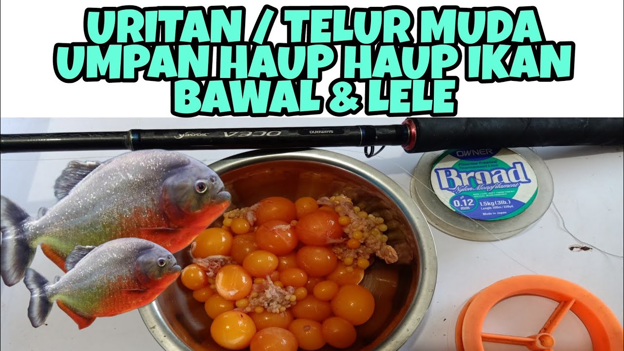 Review Umpan Telur Muda Atau Uritan Umpan Brusut Untuk Bawal Dan Lele