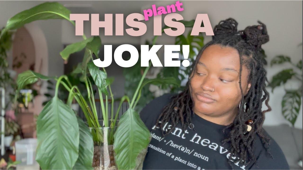 My Spathiphyllum (Peace Lily) Comeback: i might like this plant again