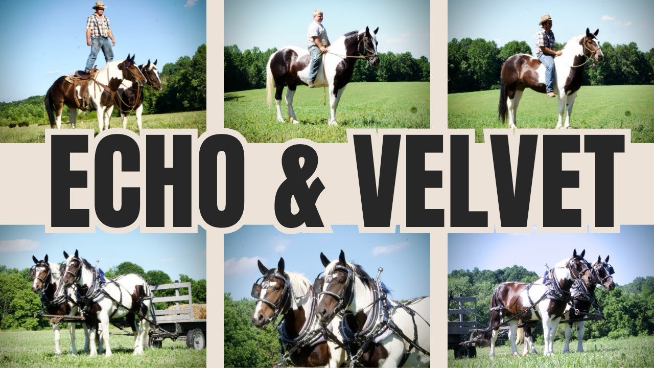 Watch this to Buy The Perfect Draft Horse Team!