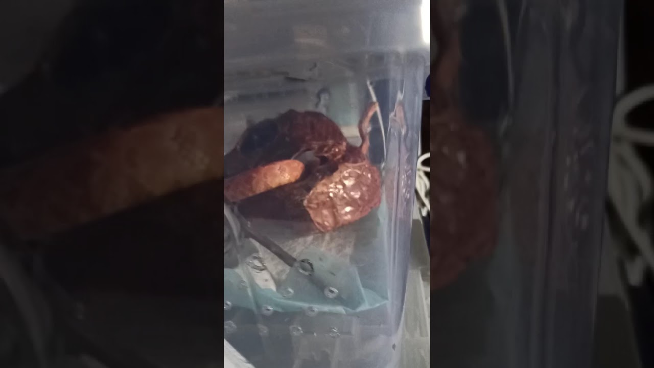 Бахида... 31 марта 2026 г.