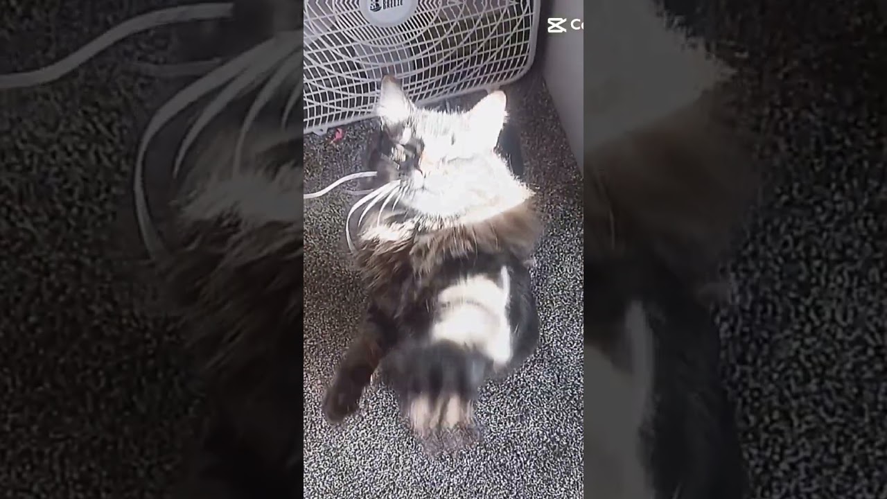 cat edit again lol 