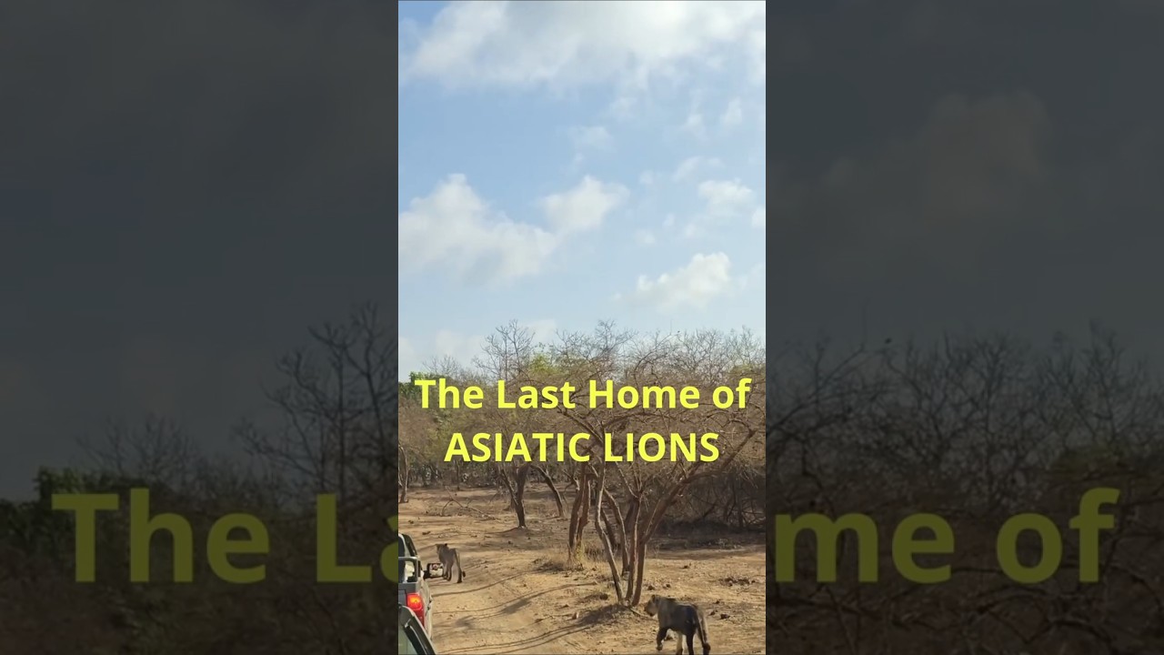 19 Lions Sighted -Jungle Safari at Gir National Park 