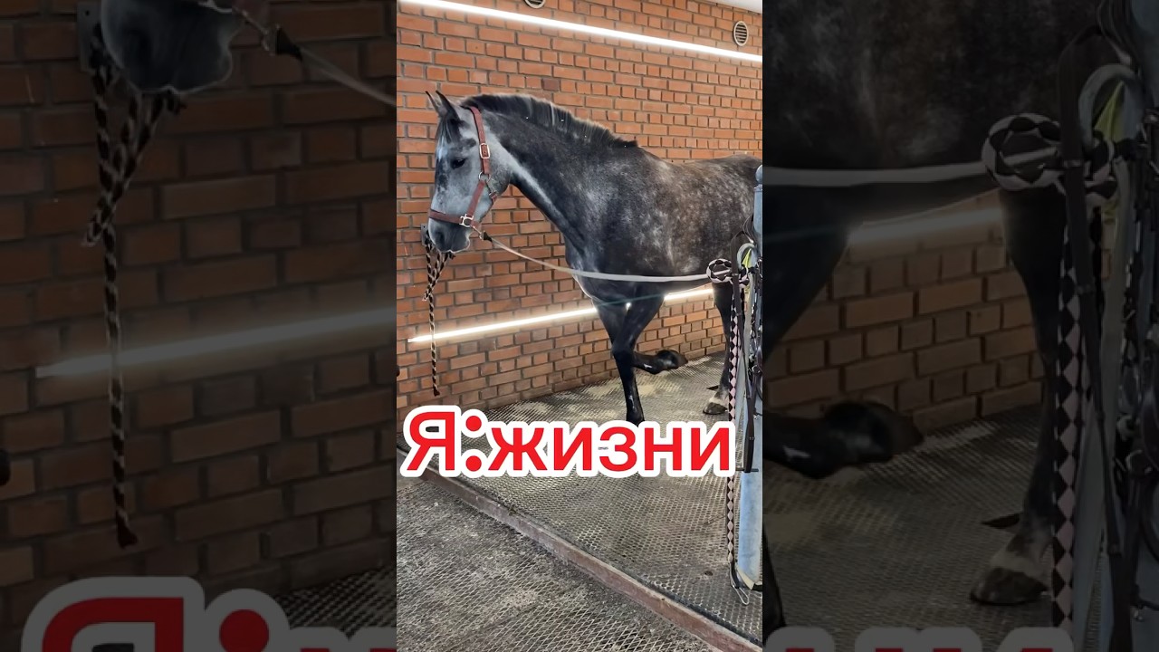 #актив