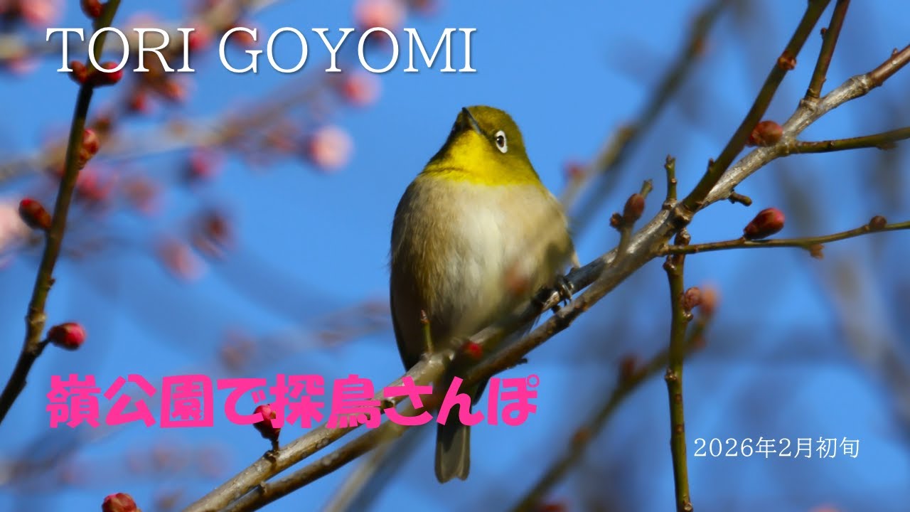 TORI GOYOMI　嶺公園 　2026 2月