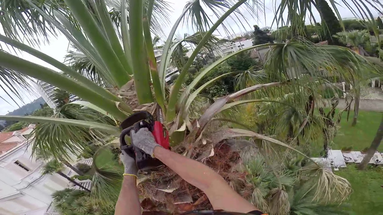 Taille palmier GOPRO Partie 1
