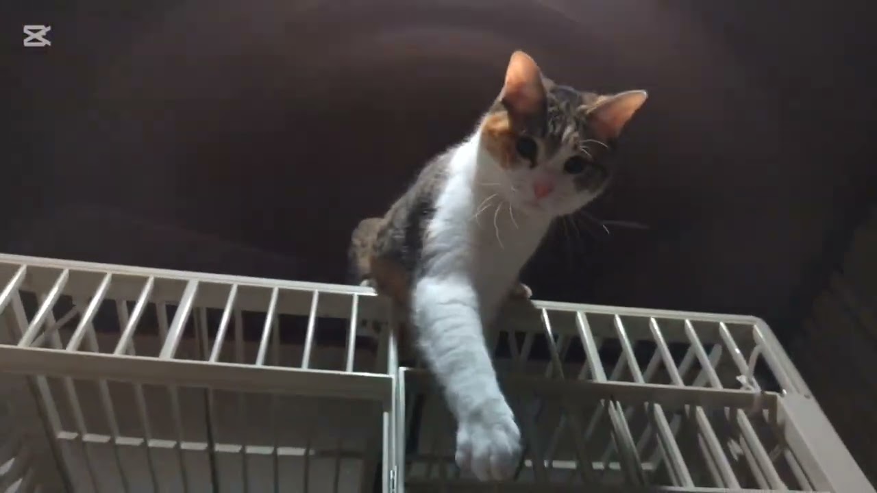 子猫成長日記1004　これは保護猫のドキュメンタリー動画です(笑)　昨日は雪で冷え込んだからホットカーペット投入(笑)　猫はカーペットでも丸くなるんだな(笑)当たり前か‥
