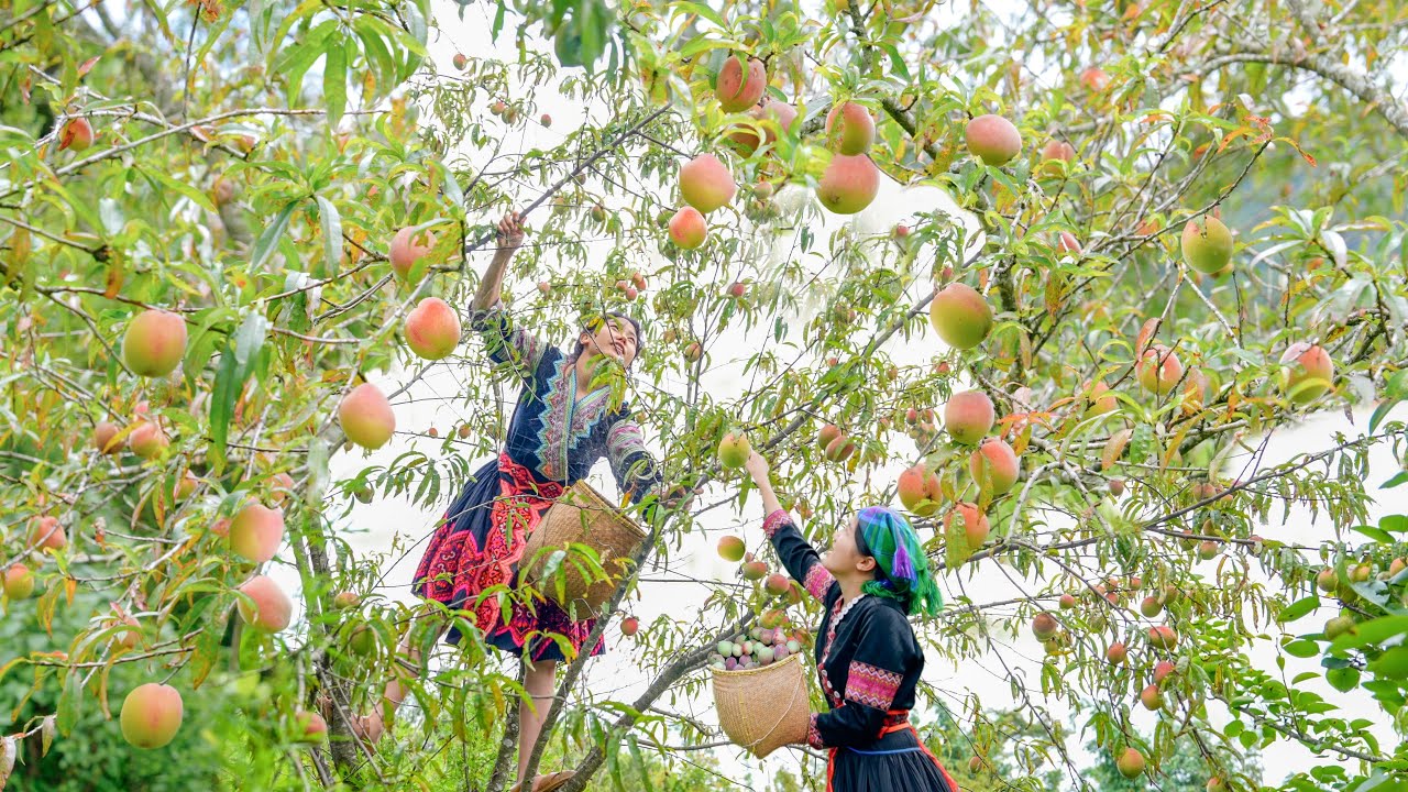 Harvesting giant peaches to sell at the market, cooking - everyday life - Bếp Trên Bản