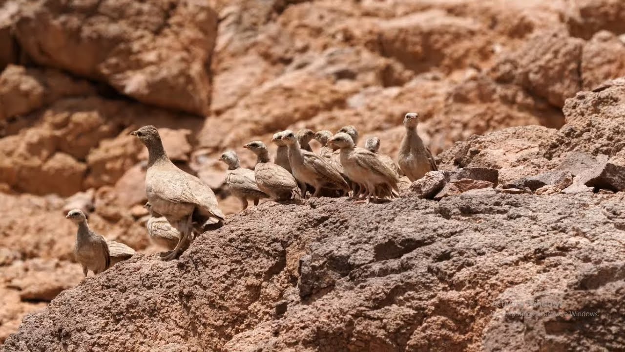 Seesee Partridge hunting voice.Male and female Partridge sound