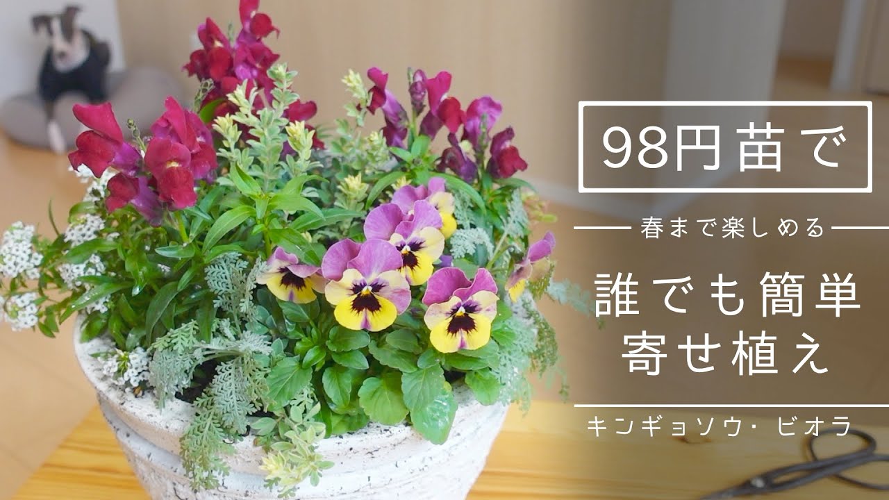 【簡単】98円苗で、春まで楽しめる冬の寄せ植えを作ってみた【キンギョソウ・ビオラ】