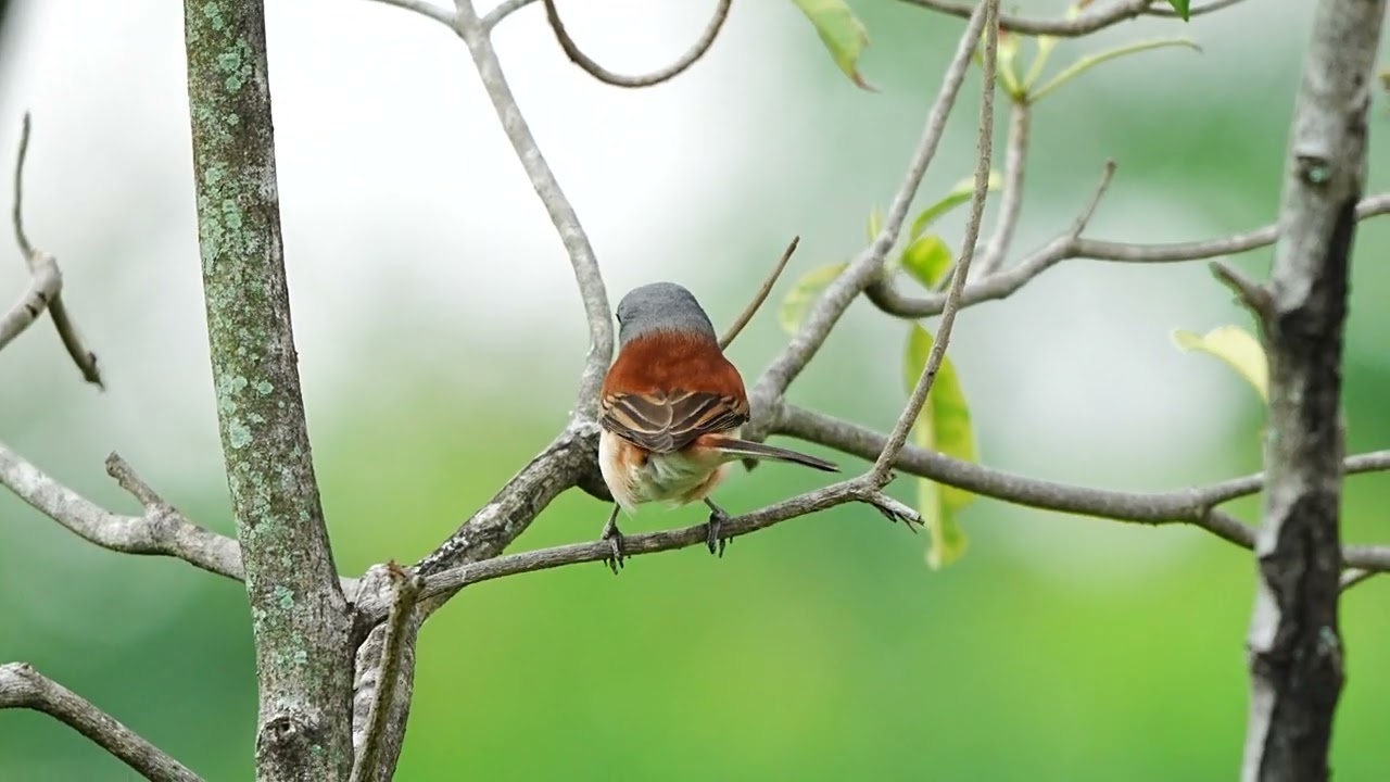 นกอีเสือหลังแดง