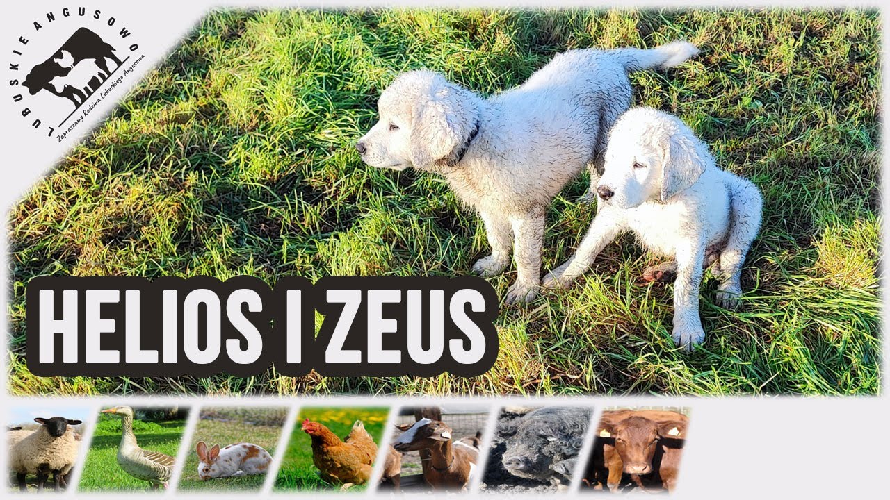 Lubuskie Angusowo - S6 E19 - Helios i Zeus