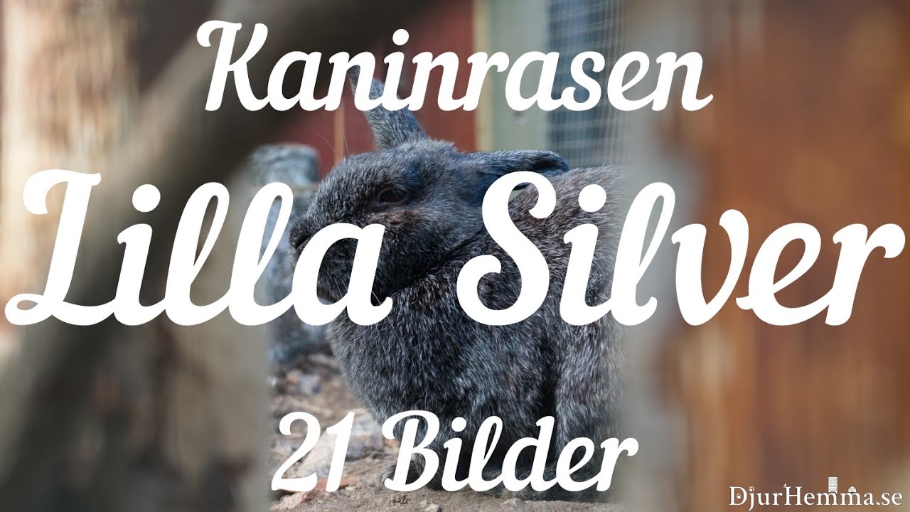 Kaninrasen Lilla Silver - 21 Bilder