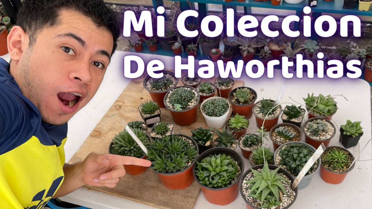 MI COLECCION DE HAWORTHIAS || TU JARDINERO EL CITADINO