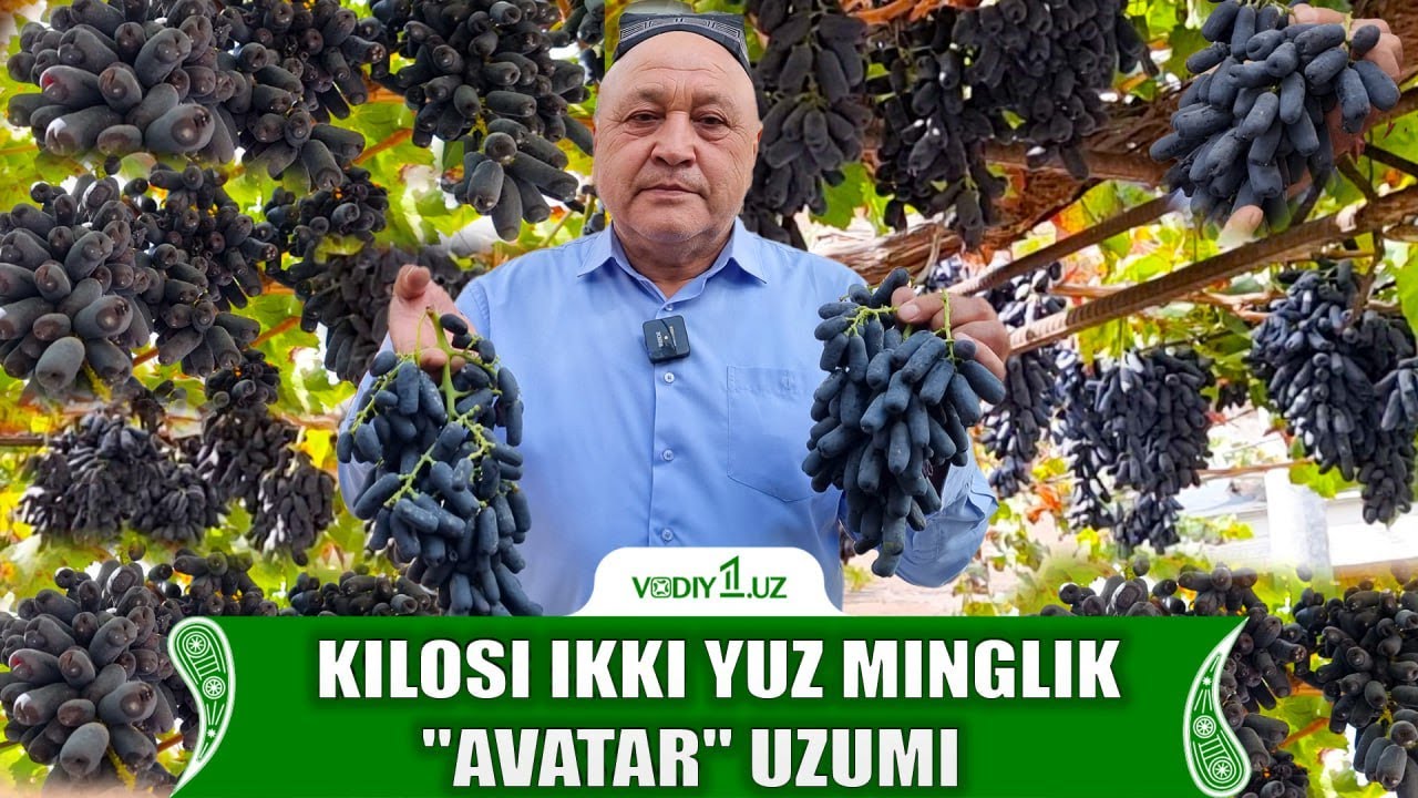 Kilosi ikki yuz minglik “Avatar” uzumi: Vodiy1.uz oltiariqlik bog‘bon xonadonida