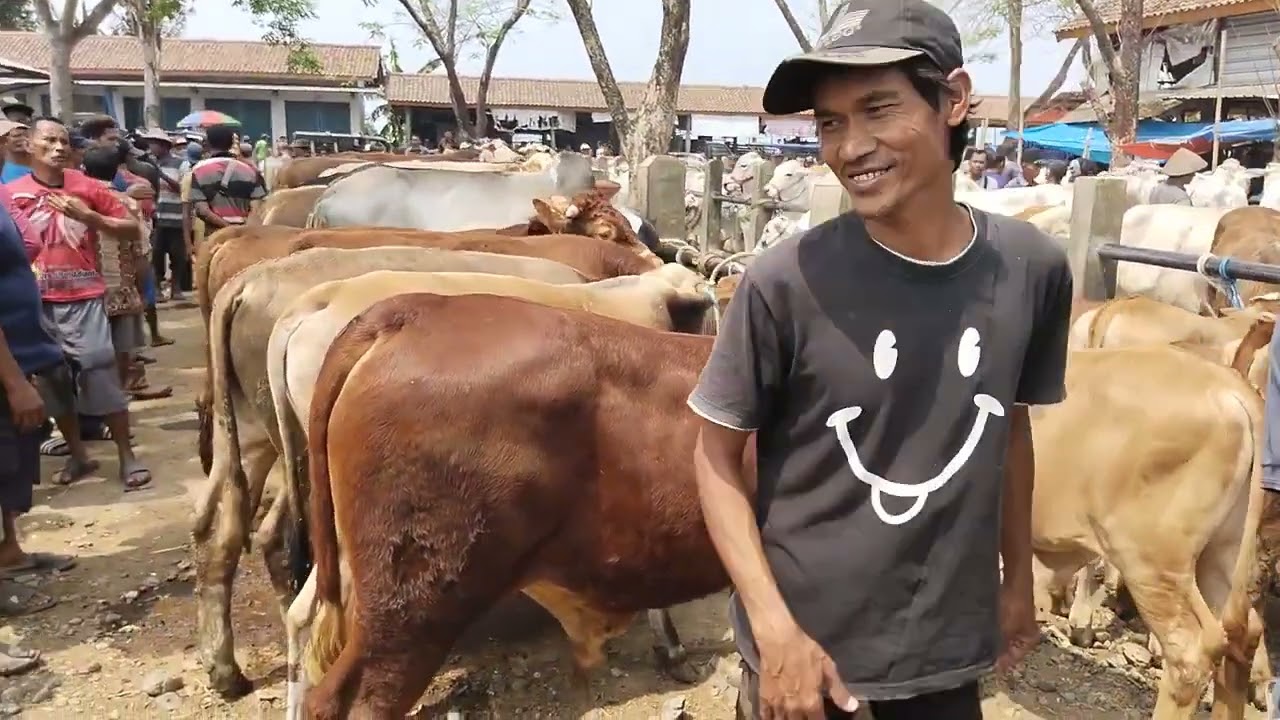 Banyak Pilihan !!! Harga sapi Pedetan metal yang terjangkau sangat banyak disini bos