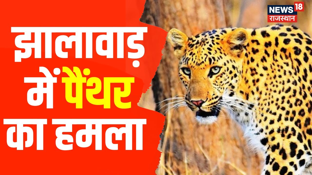 Jhalawar: Panther ने 5 लोगों को किया घायल | Forest Department | Rajasthan | Latest Hindi News