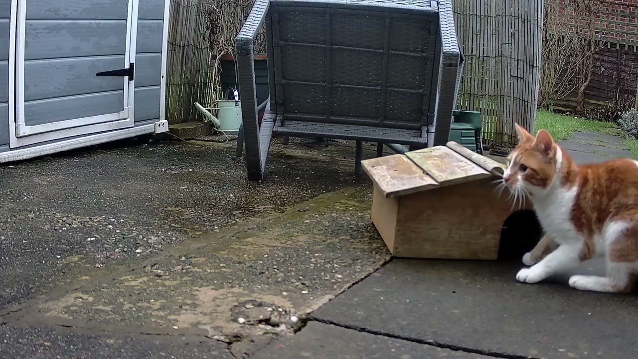 cat!!