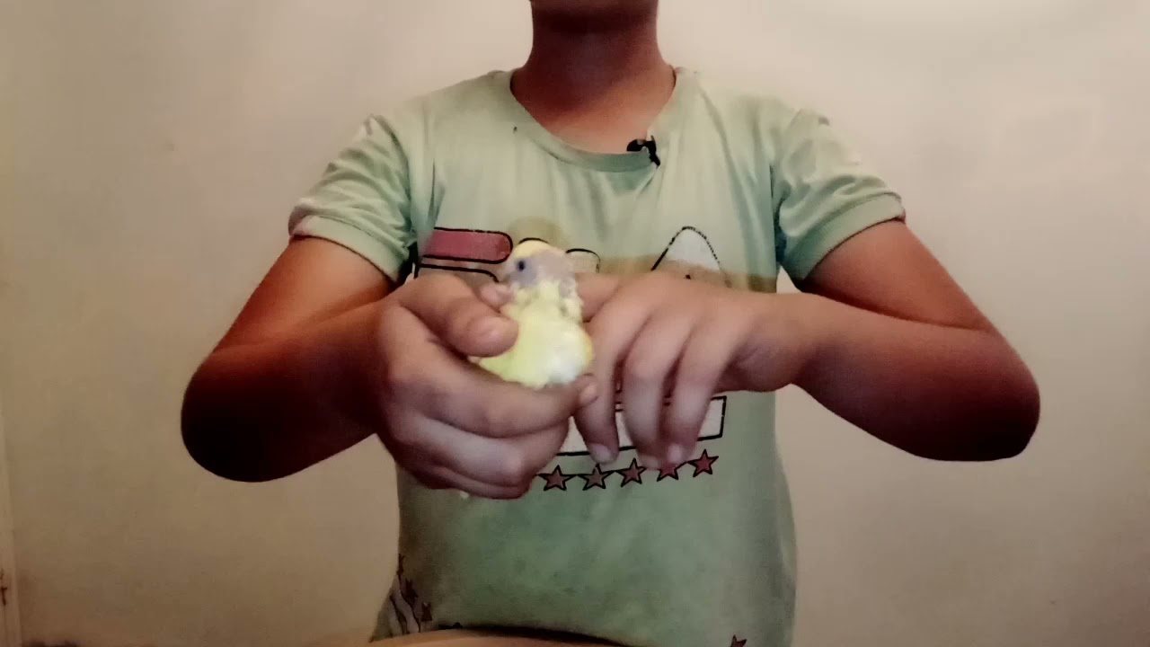 علاج تأخر نمو ريش البادجي (الجزء الثاني)Treatment of delayed growth of budgies feathers (part two)