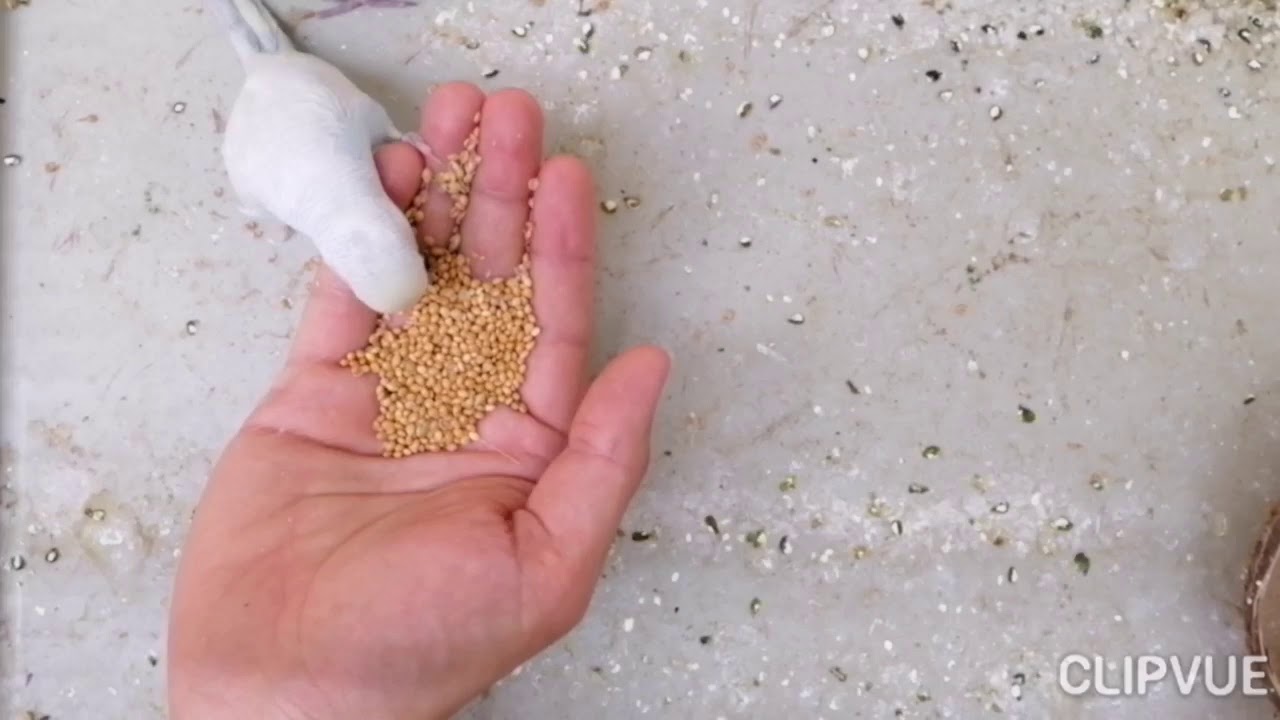 Budgie hand feeding - خۆراک پێدان بە باڵندەی بادجی
