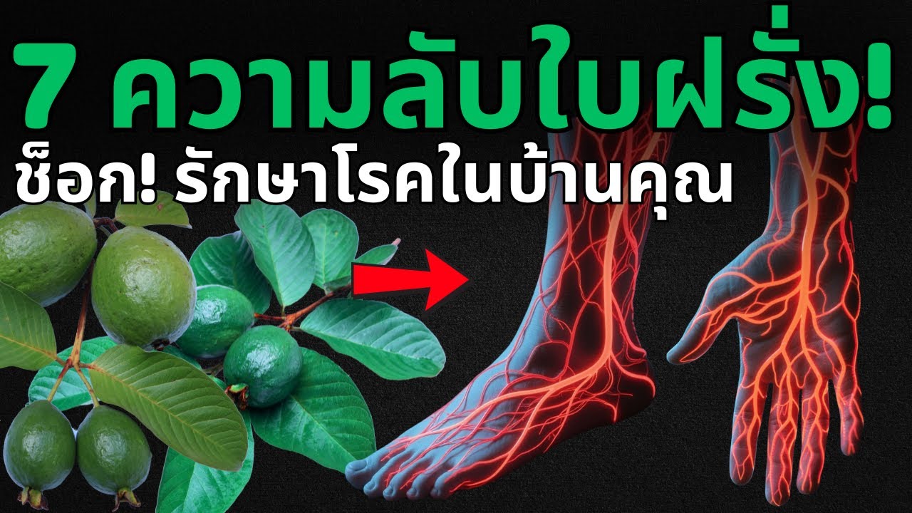 เผย 7 ความลับสุดยอดของใบฝรั่ง! เปลี่ยนสุขภาพดีจากสวนหลังบ้าน