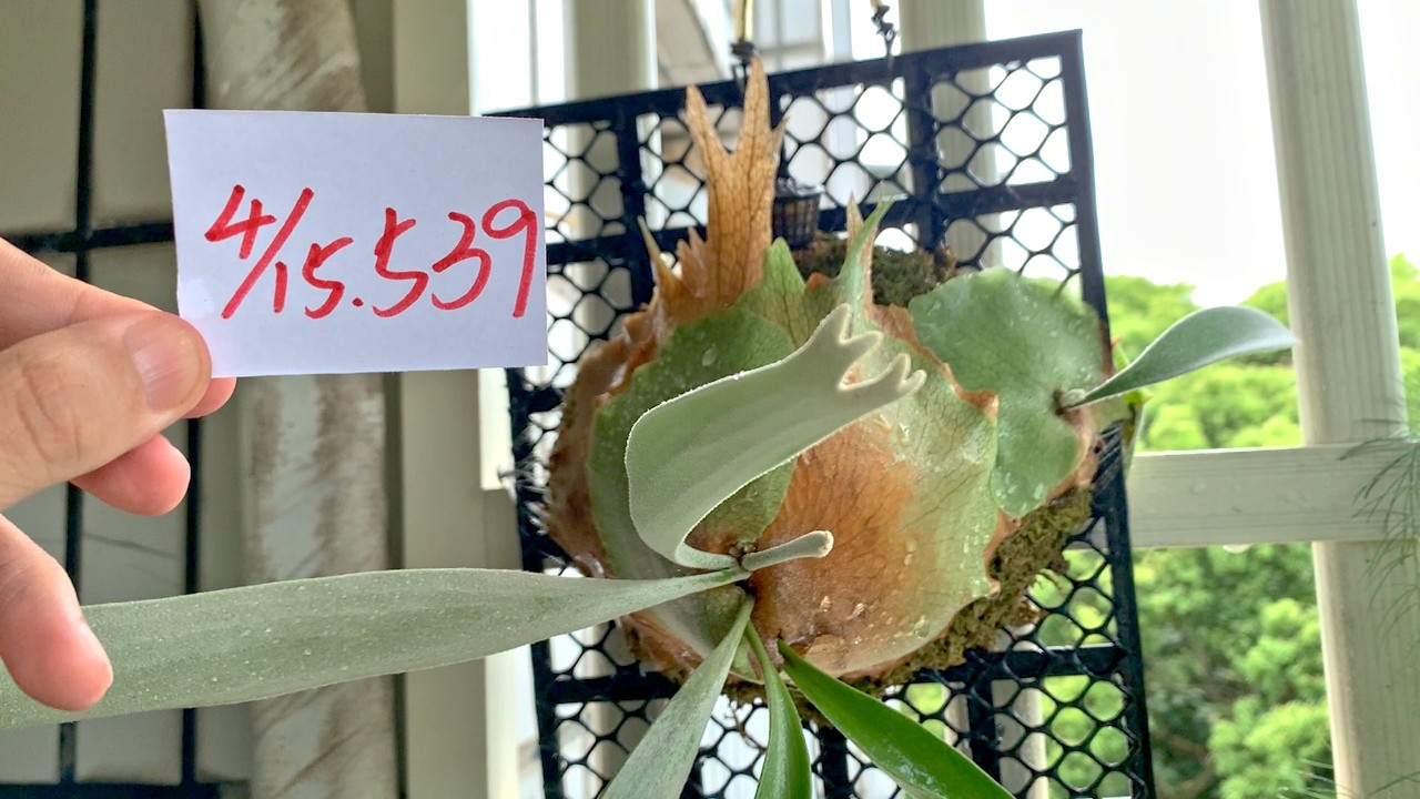 【園藝539】4月15日(三)檸檬鹿角蕨夏天很容易乾燥可以爾偶葉片噴水！